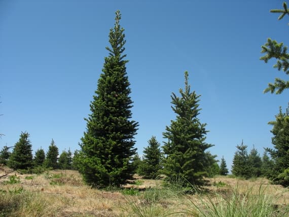 Spezielles Naturreservat Paljevine